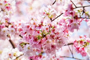 Cherry blossoms are blooming in bright sunlight on the cherry​ blossom tree.