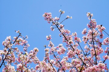 Cherry blossoms are blooming in bright sunlight on the cherry​ blossom tree.