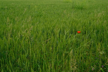 Papavero in un grande campo di erba
