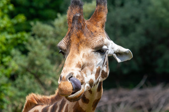 Giraffe leckt sich die Nase