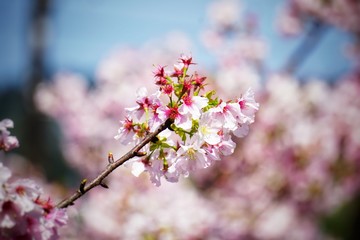 Fototapeta premium Cherry blossoms are blooming in bright sunlight on the cherry​ blossom tree.