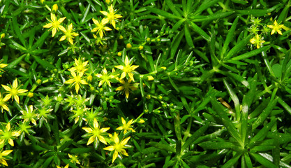 green grass with yellow flowers, Green grass background, Fresh green grass, green grass Texture, Close of Beautiful Green of Grass .Sedum sarmentosum, known as stringy stonecrop, gold moss stonecrop,