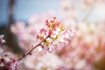 Cherry blossoms are blooming in bright sunlight on the cherry​ blossom tree.