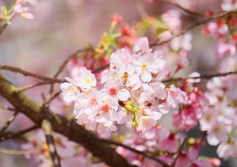 Cherry blossoms are blooming in bright sunlight on the cherry​ blossom tree.