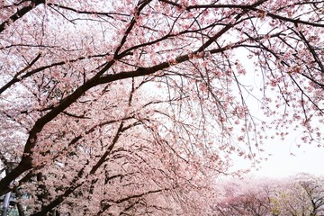 Cherry blossoms are blooming in bright sunlight on the cherry​ blossom tree.