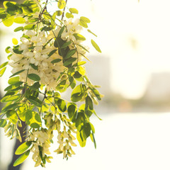 branch of blooming white acacia with soft focus