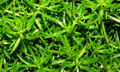 Green grass background, Fresh green grass, green grass Texture, Close of Beautiful Green  Grass, known as stringy stonecrop, gold moss stonecrop, and is a perennial flower