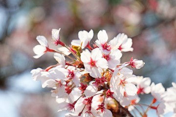 Cherry blossoms are blooming in bright sunlight on the cherry​ blossom tree.