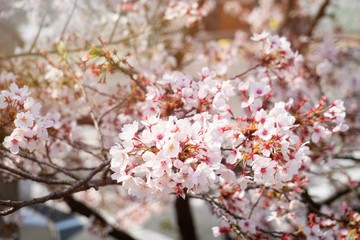 Cherry blossoms are blooming in bright sunlight on the cherry​ blossom tree.