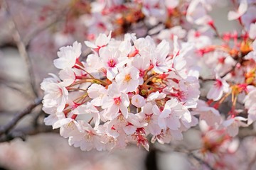 Cherry blossoms are blooming in bright sunlight on the cherry​ blossom tree.