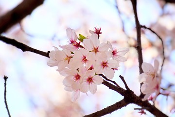 Cherry blossoms are blooming in bright sunlight on the cherry​ blossom tree.