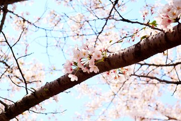 Cherry blossoms are blooming in bright sunlight on the cherry​ blossom tree.