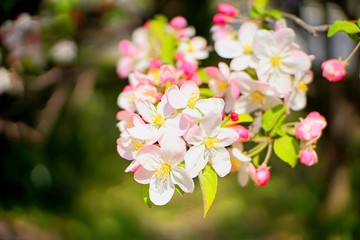 Cherry blossoms are blooming in bright sunlight on the cherry​ blossom tree.