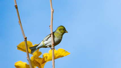 The singer of my mornings.