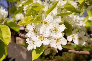 Obraz premium Cherry blossoms are blooming in bright sunlight on the cherry​ blossom tree.