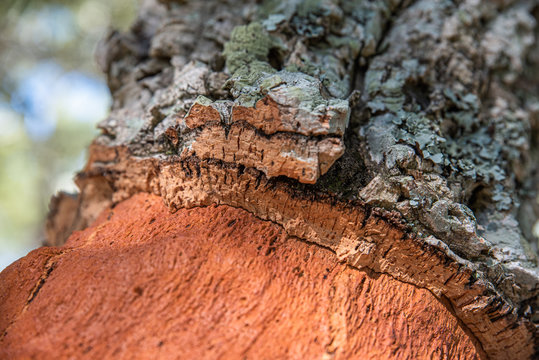 cork tree bark close up, contrast, texture and copy space