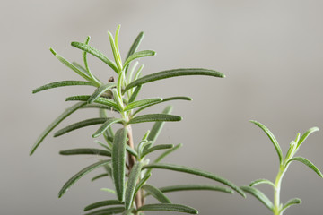 Organic bunch of fresh rosemary on the table