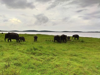 Obraz premium Elephents having their freedom