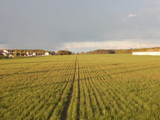 field of wheat in spring