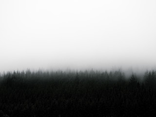 foggy forest scene with negative space