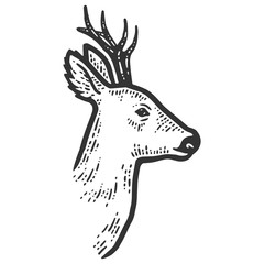 Animal with head capreolus, isolated. Sketch scratch board imitation. © toricheks