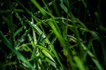 The morning dew water droplets on green fresh grass in the garden