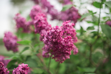 Spring branch of blossoming lilac