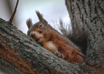 Naklejka na ściany i meble Schlafendes Eichhörnchen im Baum