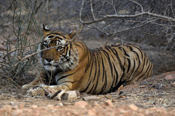 tiger in the wild