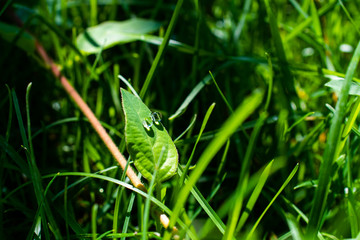 The morning dew water droplets on green fresh grass in the garden