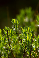 Green flower background