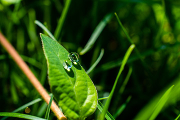 The morning dew water droplets on green fresh grass in the garden
