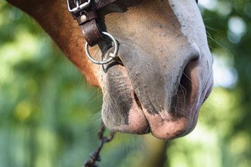 Horse face in bridle. Nostrils of animal with snaffle in mouth. Muzzle close-up. Green natural background. Farm and recreation, horse riding, sports