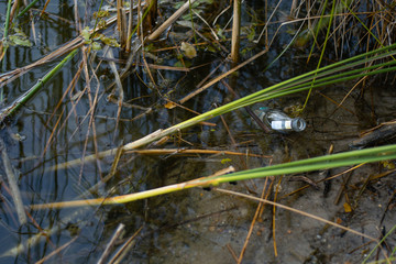 environmental pollution. A glass bottle in the water of the lake thrown away after rest. Take care of the nature, remove garbage. place for text