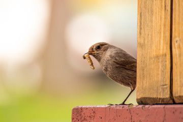 Bird eating his prey after hunt
