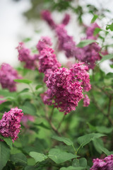 Spring branch of blossoming lilac