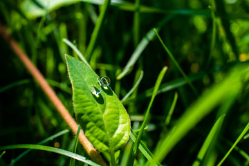 The morning dew water droplets on green fresh grass in the garden