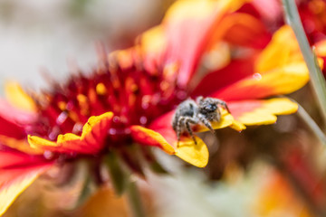 macrophoto flowers and insect