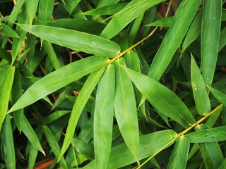 Green bamboo trees in local, Thailand
