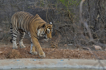Bengal tiger in the wild