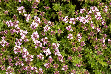 Flowers in the garden photographed from a top view