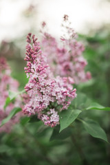 Spring branch of blossoming lilac