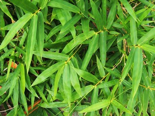 Green bamboo trees in local, Thailand