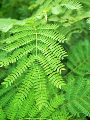 Acacia or Leucaena name in Thailand
