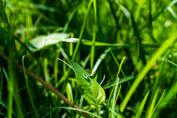 The morning dew water droplets on green fresh grass in the garden
