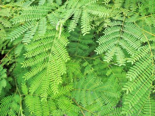 Acacia or Leucaena name in Thailand