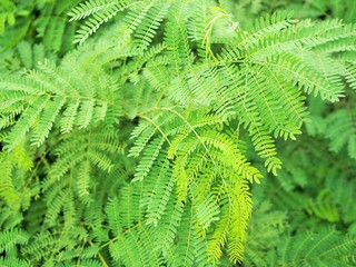 Acacia or Leucaena name in Thailand