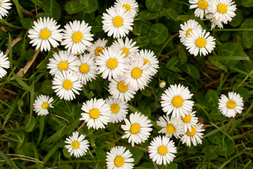 white beautiful daisies in a field of grass on a nice sunny day