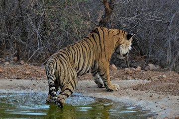 Fototapeta na wymiar Bengal tiger in the water
