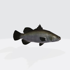 3d illustration of Barramundi fish. 3d model of fish with open mouth.
